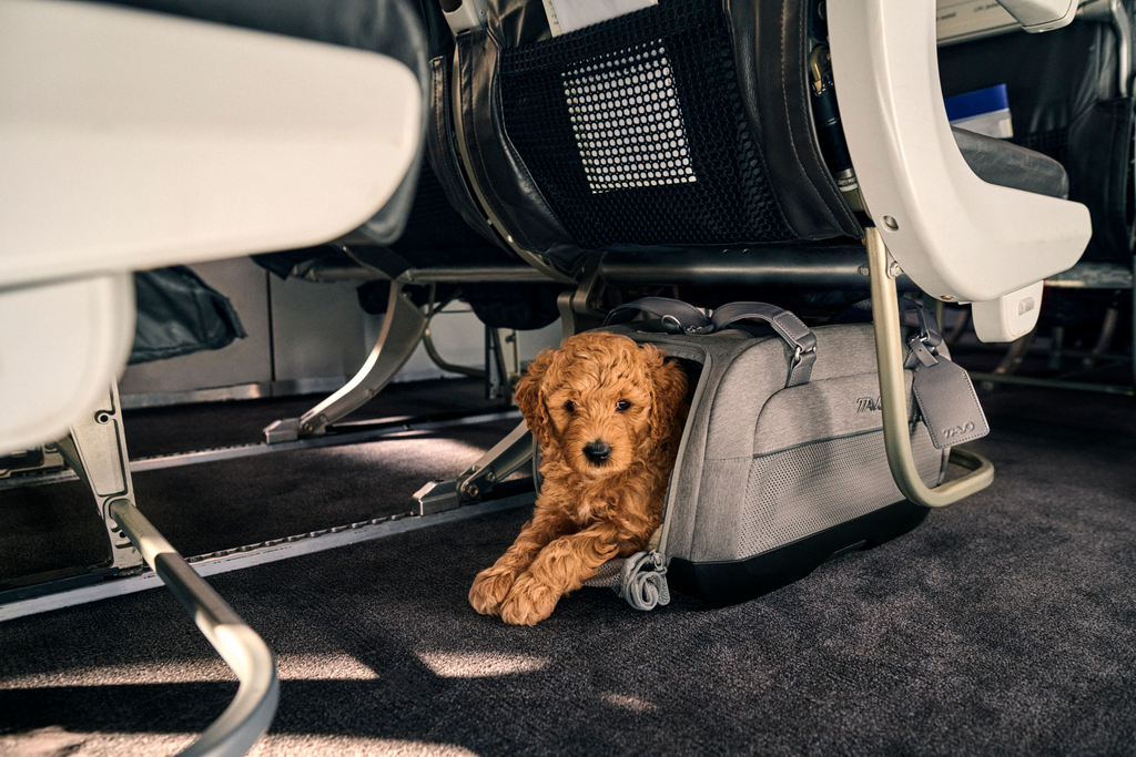 Tavo Pets Dupree II Airline Carry-On Pet Car Seat and Optional Roscoe Stroller - Please Note Shipping Time Frame in Description