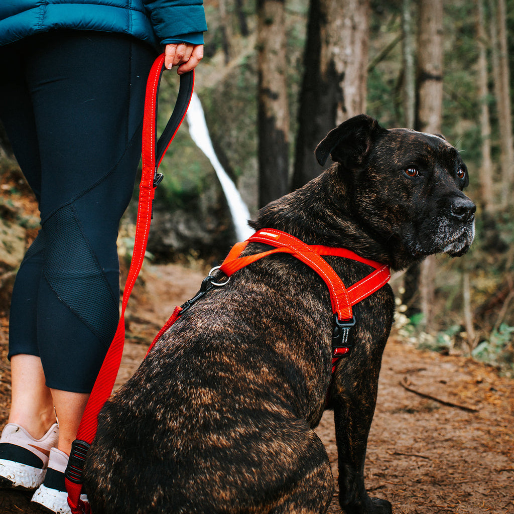 Walking Bundle