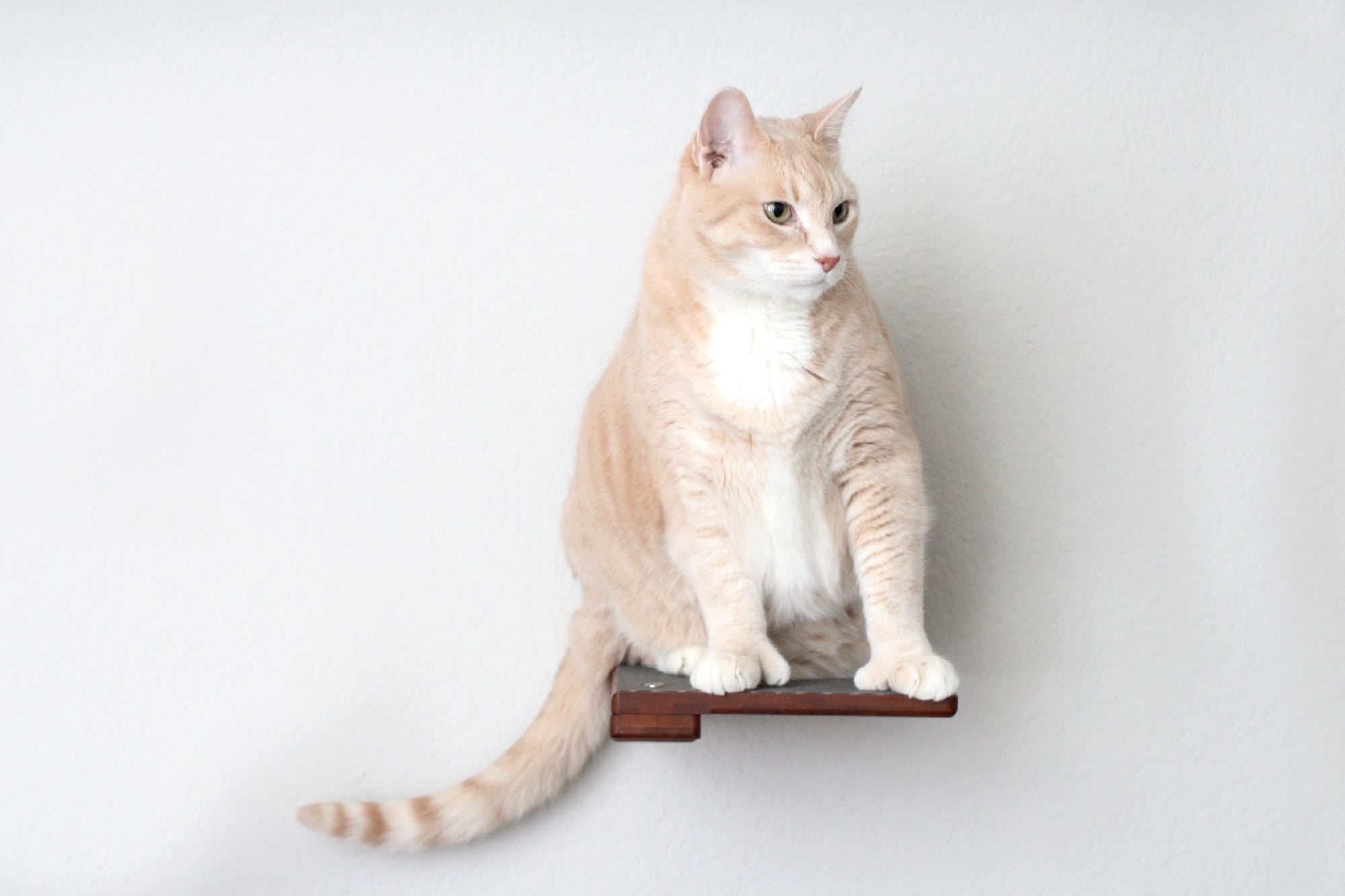 Catastrophic Creations Cat Climbing Shelf