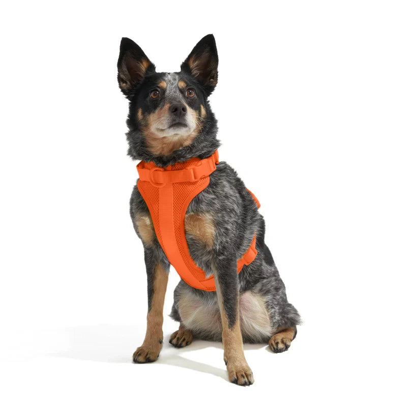 Wild One Adjustable Comfort Dog Harness