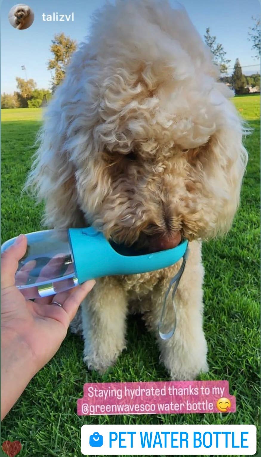 Green Waves Pet Water Bottle