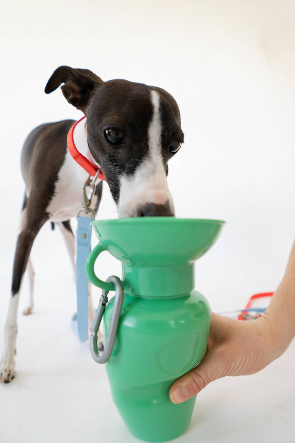 Springer Classic Travel Pet Water Bottle | Classic 22 oz