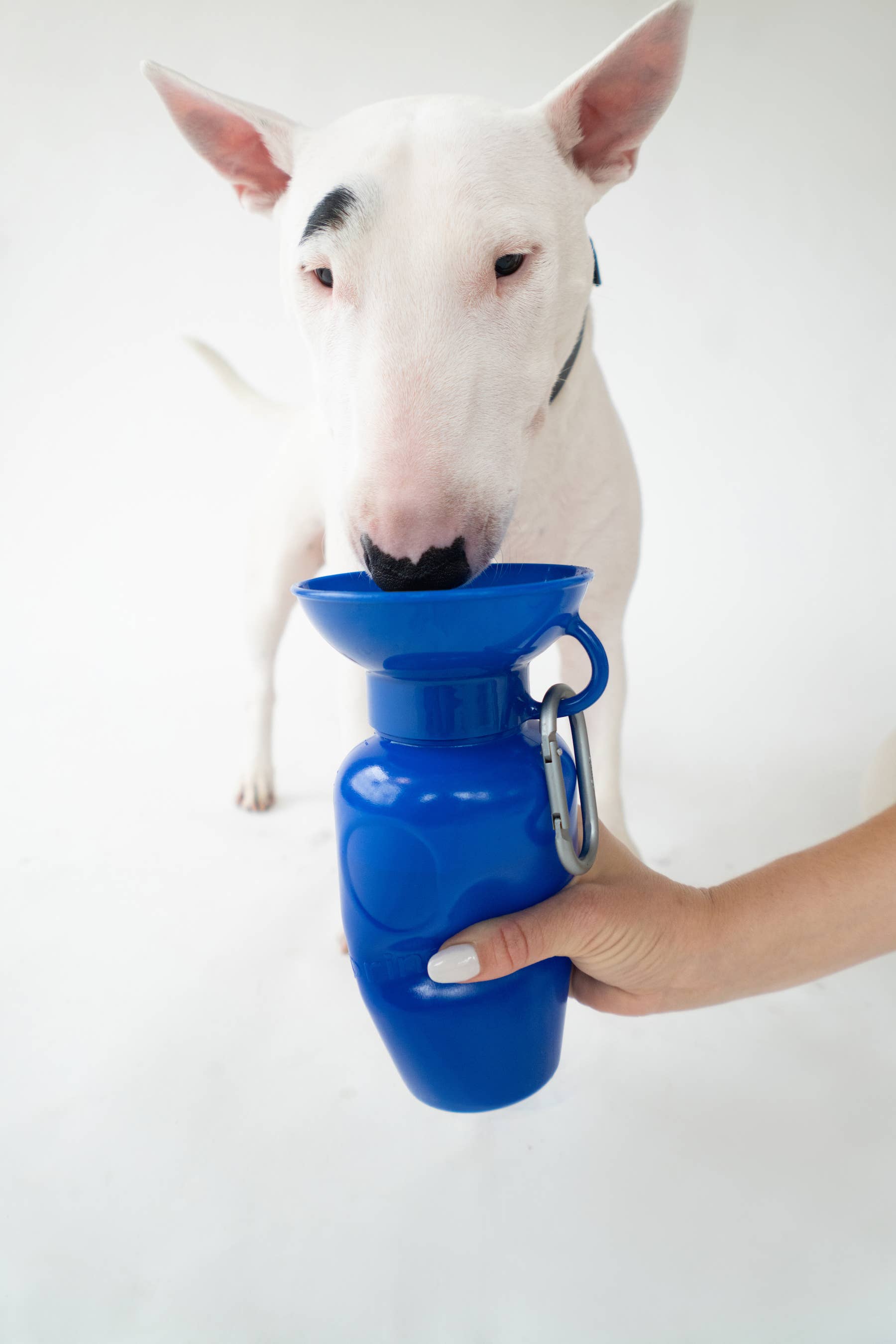 Springer Classic Travel Pet Water Bottle | Classic 22 oz