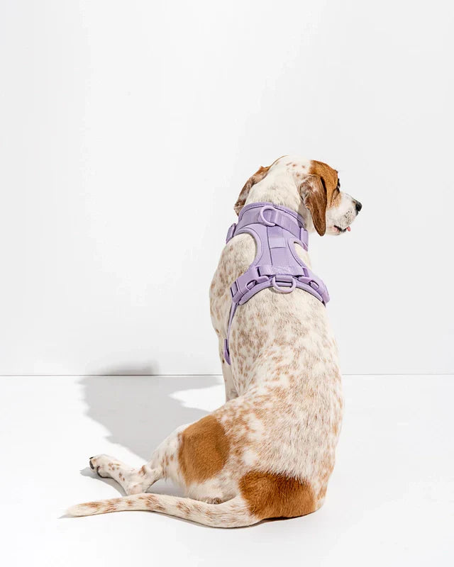 Wild One Adjustable Comfort Dog Harness