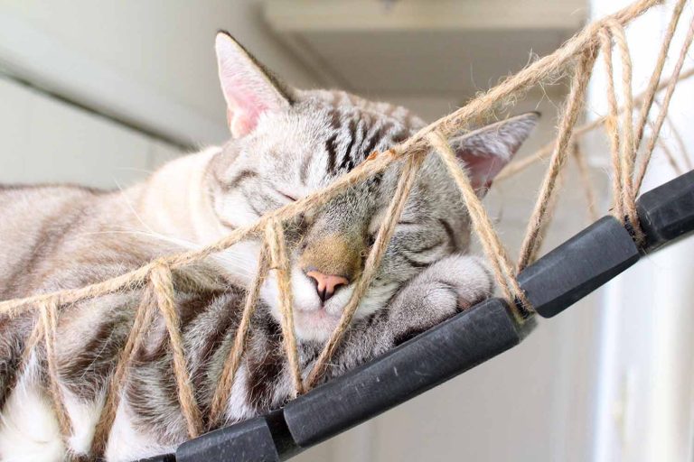 Catastrophic Creations Cat Bridge for Wall