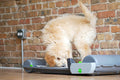 BrilliantPad Smart Automatic Dog Potty with App & WiFi | Hands-Free Self-Cleaning Pad