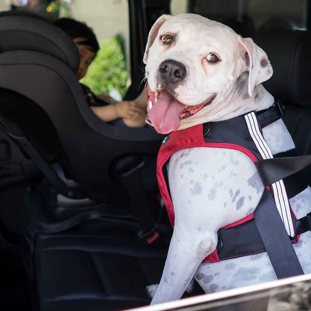 Sleepypod - Clickit Terrain Plus Crash Tested Car Harness