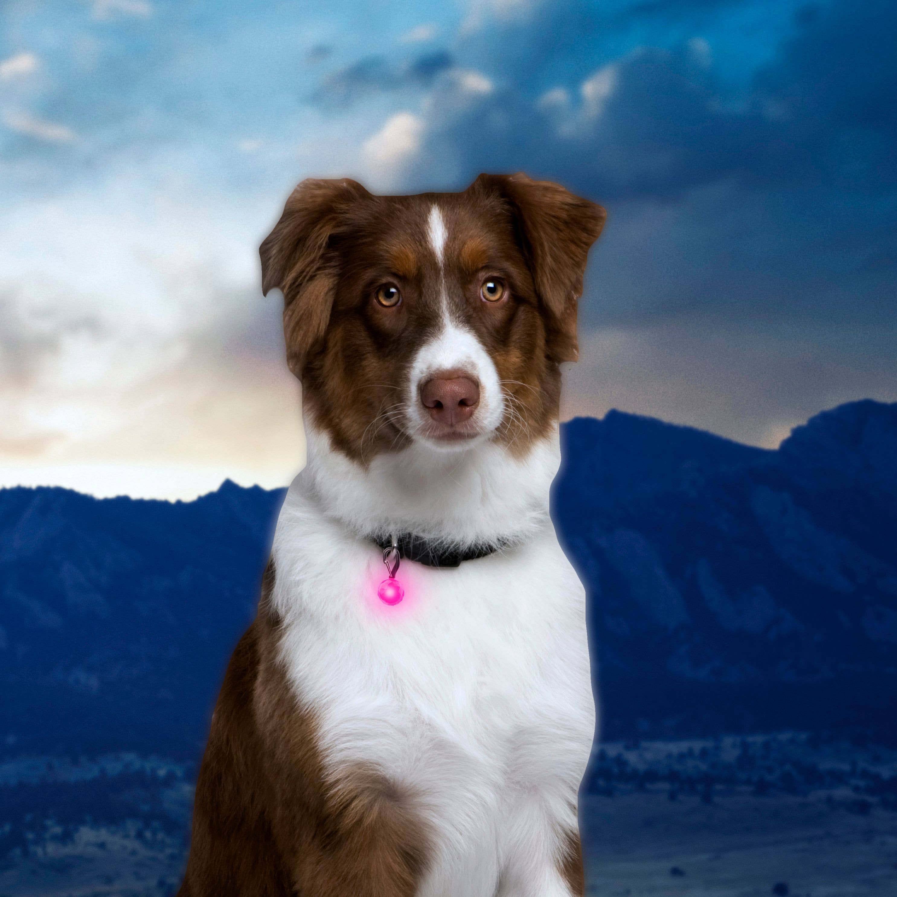 Nite Ize PetLit/SpotLit Collar Light