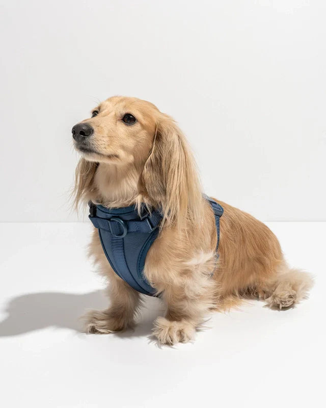 Wild One Adjustable Comfort Dog Harness