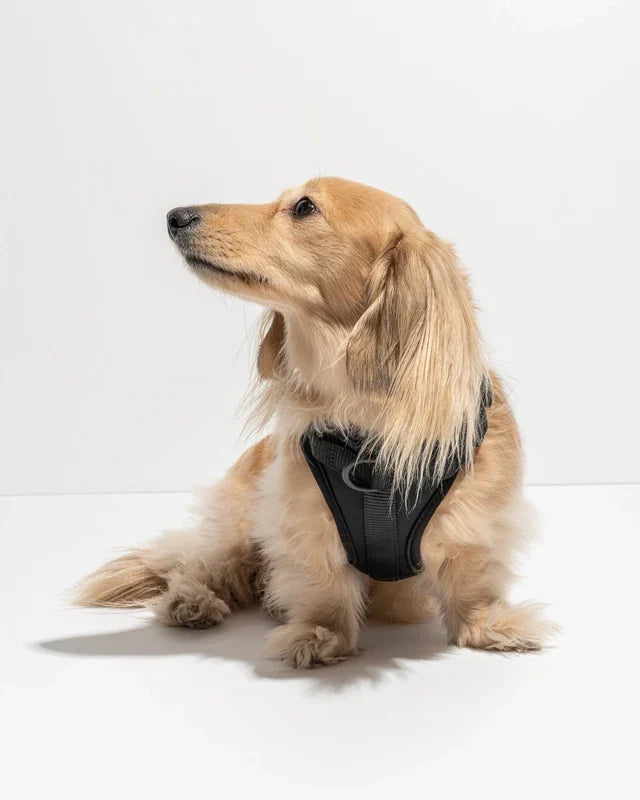 Wild One Adjustable Comfort Dog Harness