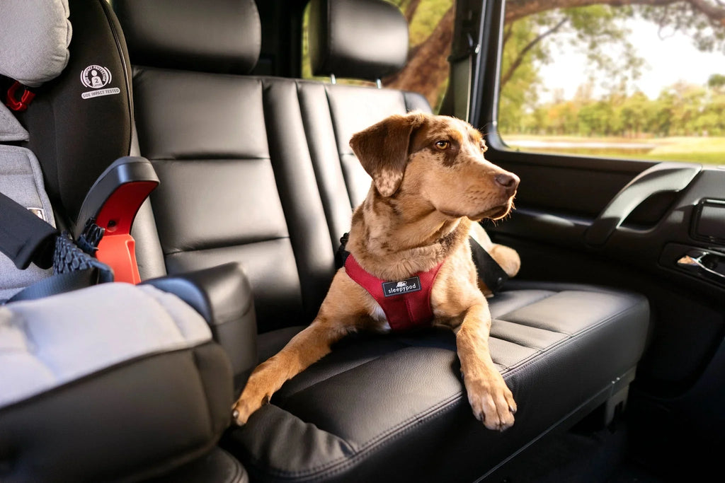 Sleepypod Clickit Sport Plus Crash-Tested Car & Walking Harness
