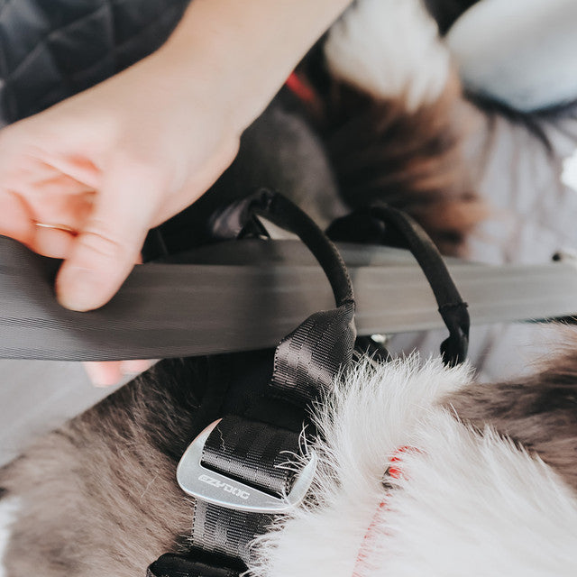 Let’s Go for a Ride Dog Travel Bundle