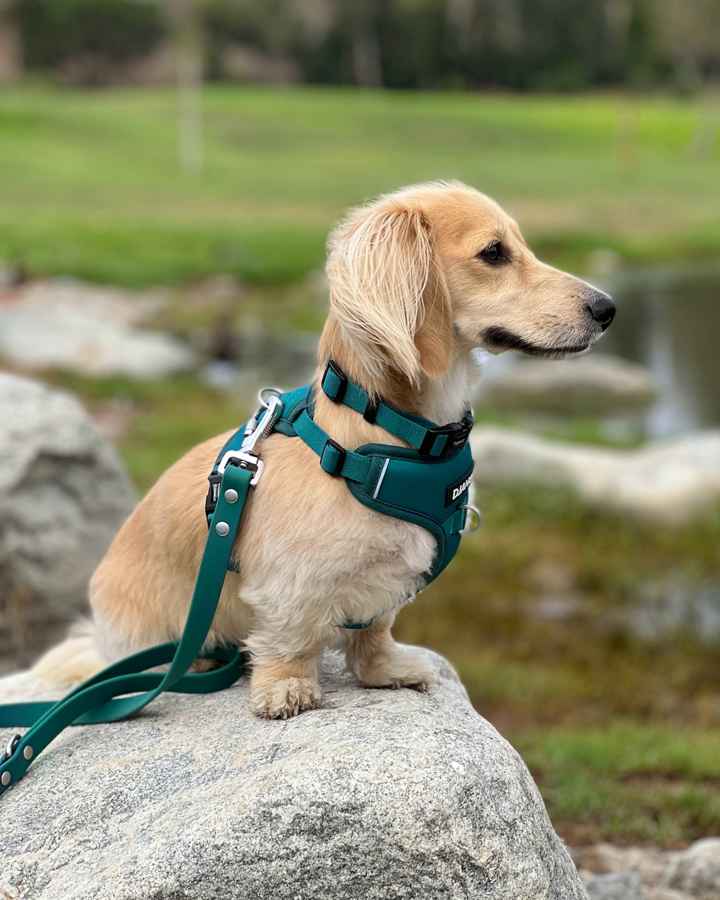DJANGO Tahoe No Pull Dog Harness