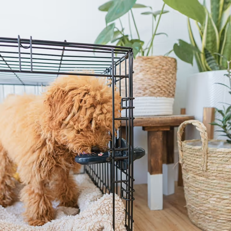 Diggs Groov Crate Training Aid