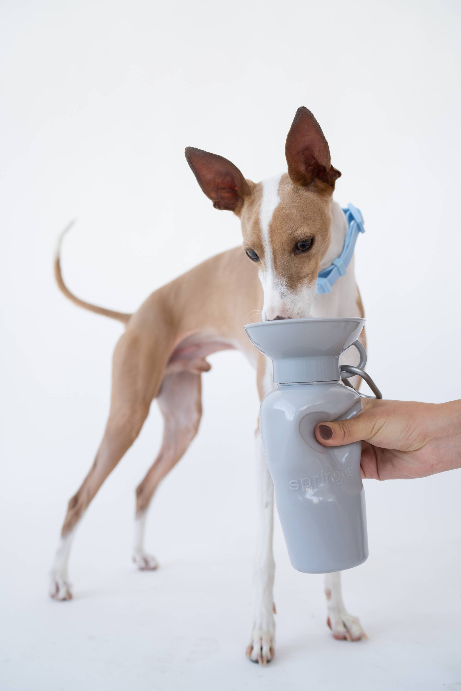 Springer Classic Travel Pet Water Bottle | Classic 22 oz