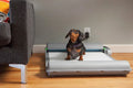 BrilliantPad Basic Automatic Dog Potty | Self-Cleaning Indoor Pad System