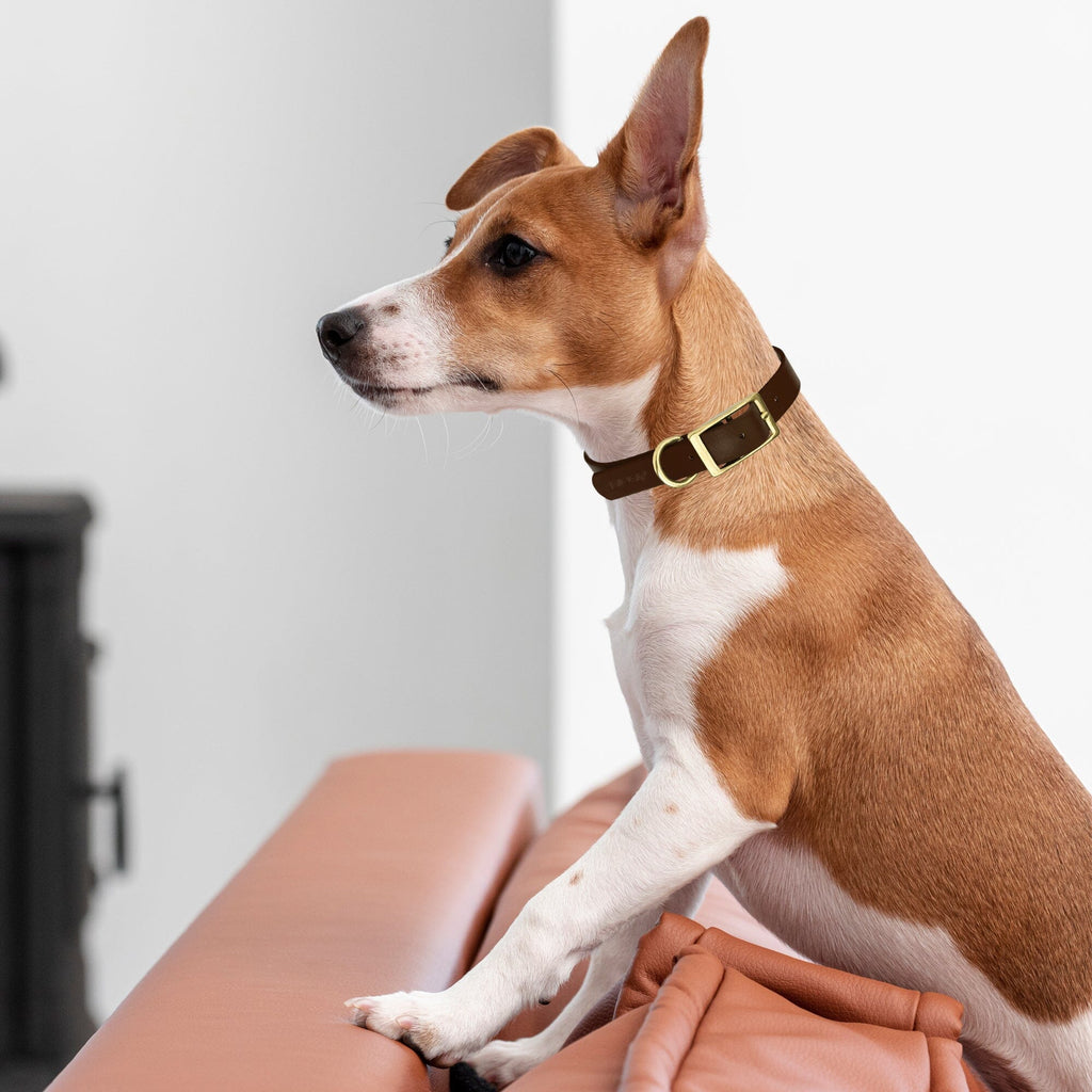 Viper Biothane Waterproof Dog Collar with Brass Hardware