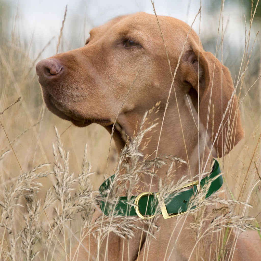 Viper Biothane Waterproof Dog Collar with Brass Hardware