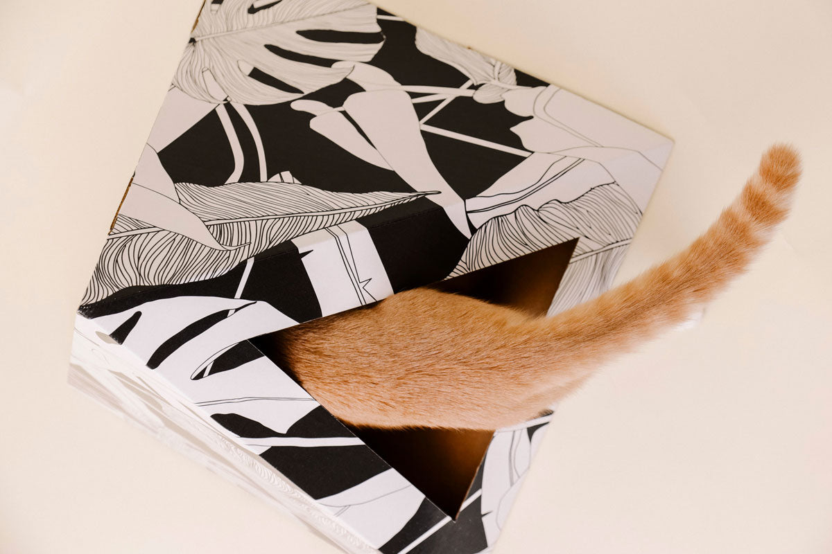 Kitty Kardboard® 'Dark Paradise' Cat Pyramid