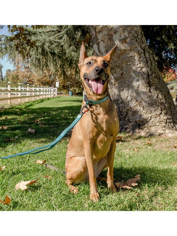 Sleepypod Locking Martingale Collar