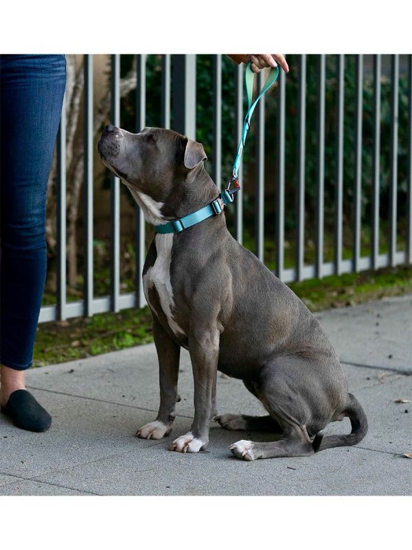 Sleepypod Locking Martingale Collar