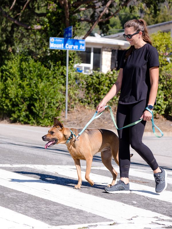 Sleepypod Locking Martingale Collar