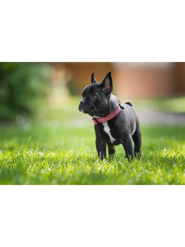 Sleepypod Locking Martingale Collar