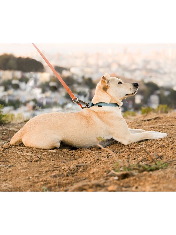 Sleepypod Locking Martingale Collar