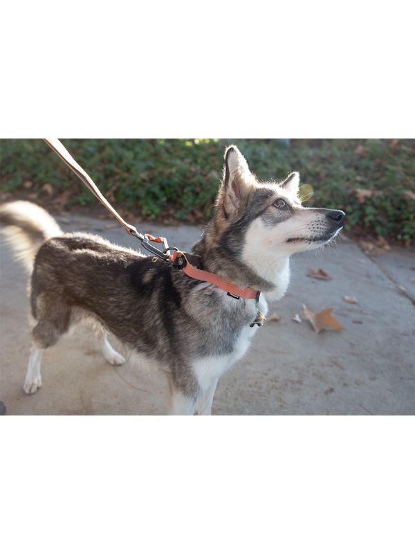Sleepypod Locking Martingale Collar