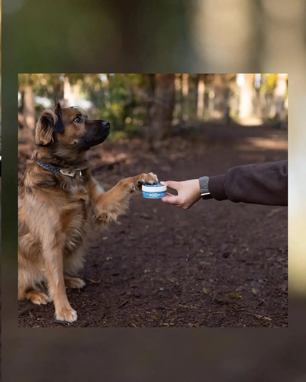 The Only Paw & Nose Balm Dogs Need - Made Only in USA