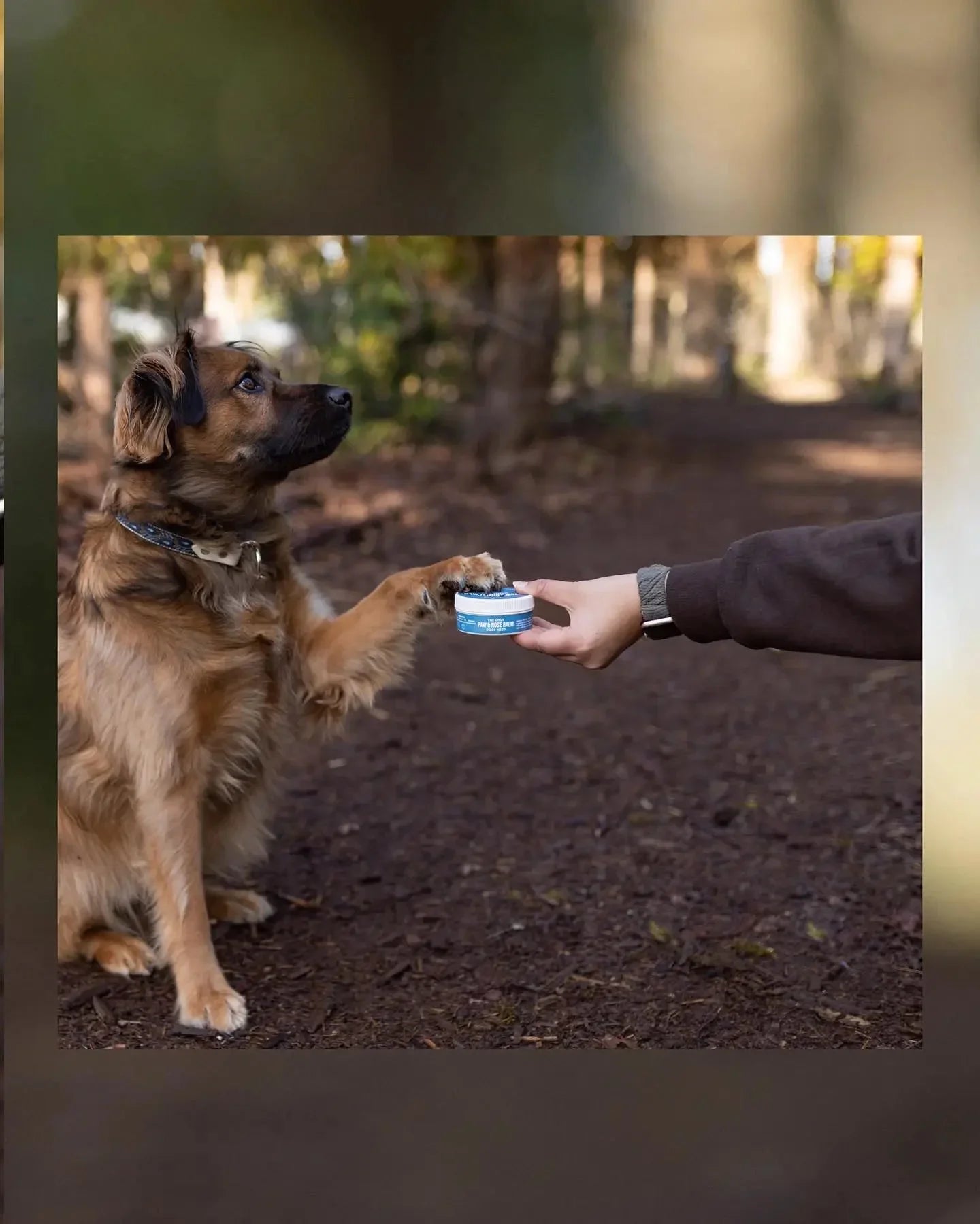 The Only Paw & Nose Balm Dogs Need - Made Only in USA