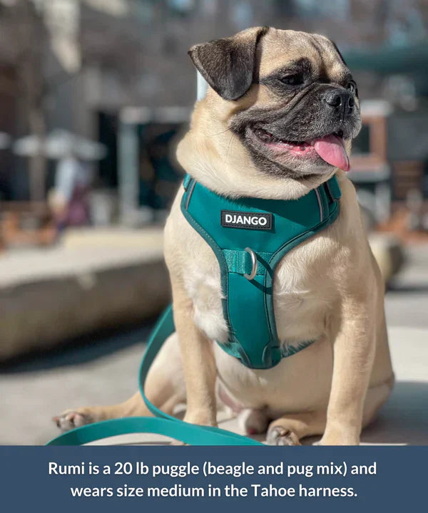 DJANGO Tahoe No Pull Dog Harness