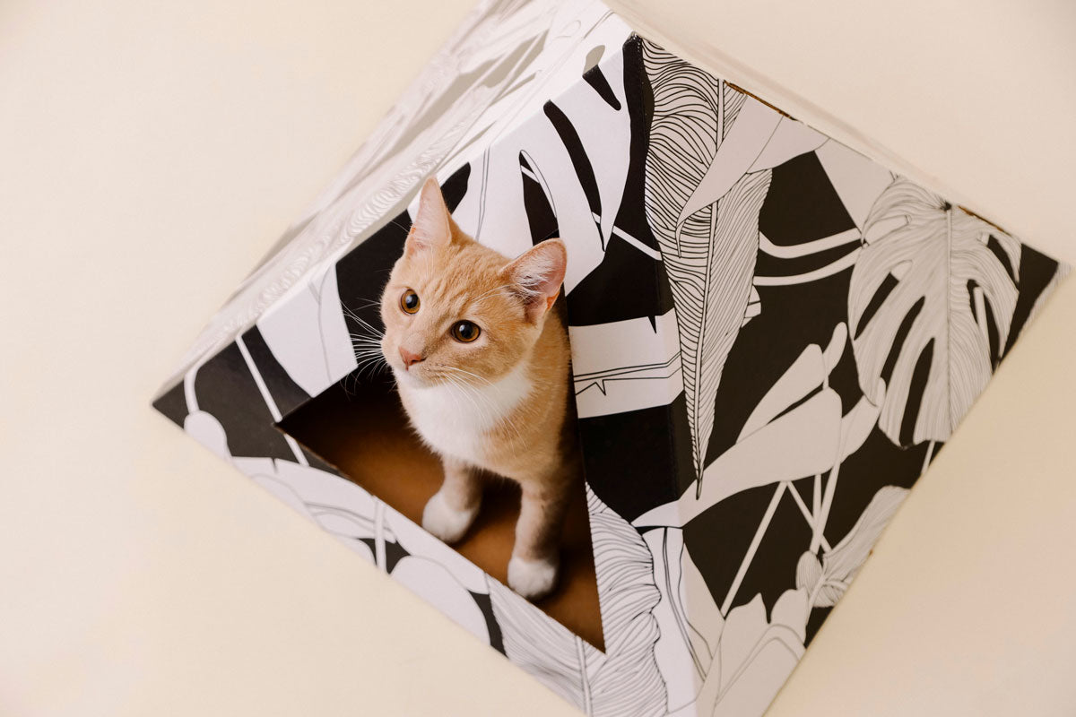 Kitty Kardboard® 'Dark Paradise' Cat Pyramid