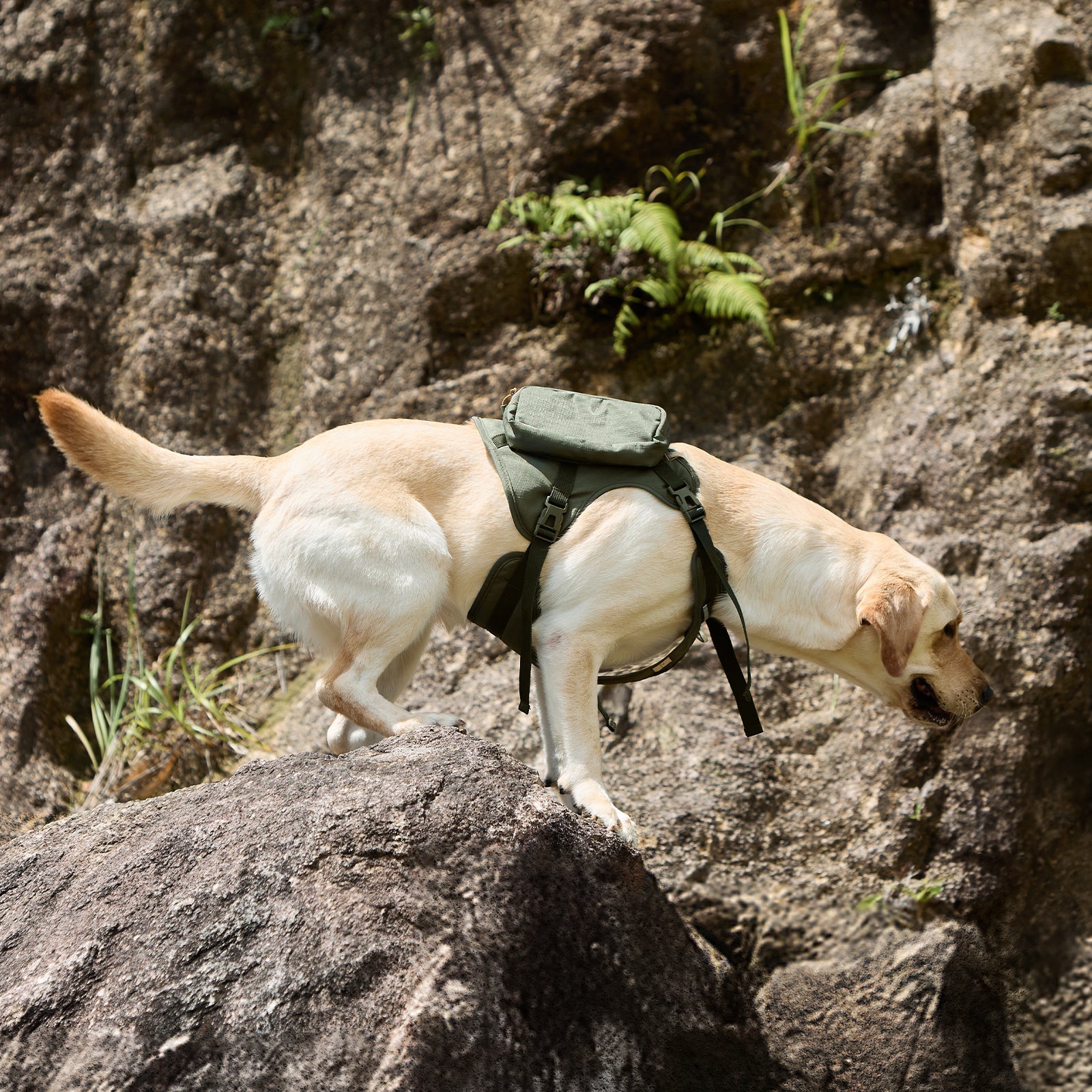 PETSFIT WILDPATH Saddle Bag Dog Harness for Large Dogs