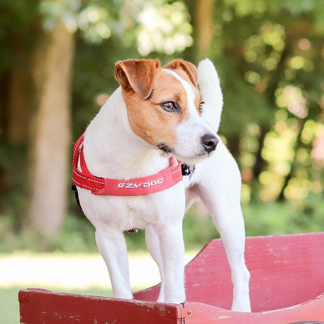 Quick Fit™ Dog Harness