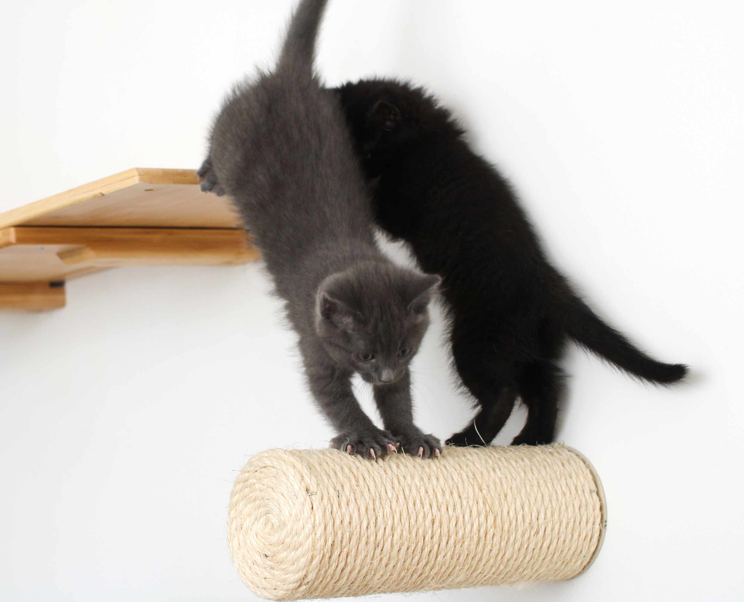 Catastrophic Creations Floating Cat Step for Wall
