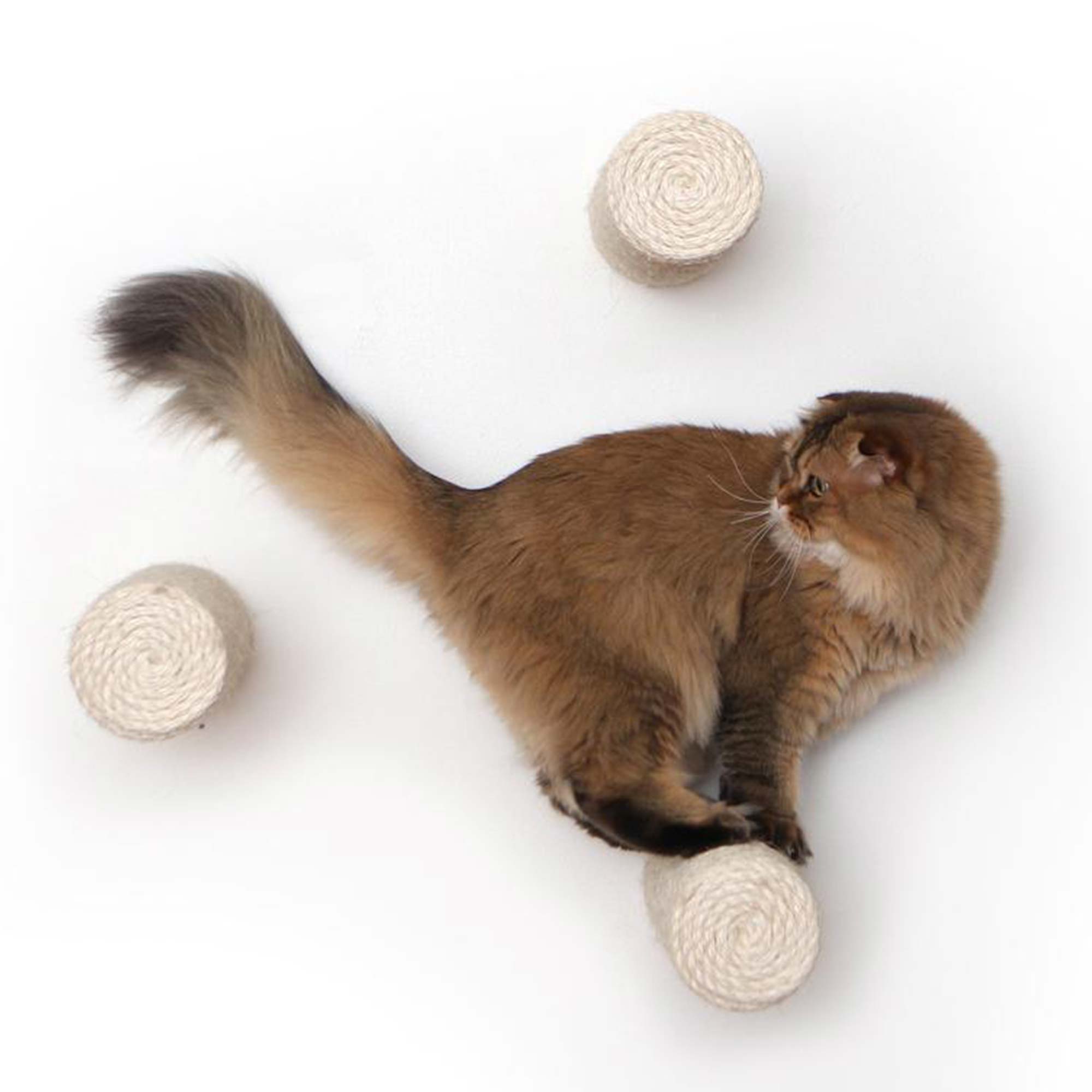 Catastrophic Creations Floating Cat Step for Wall