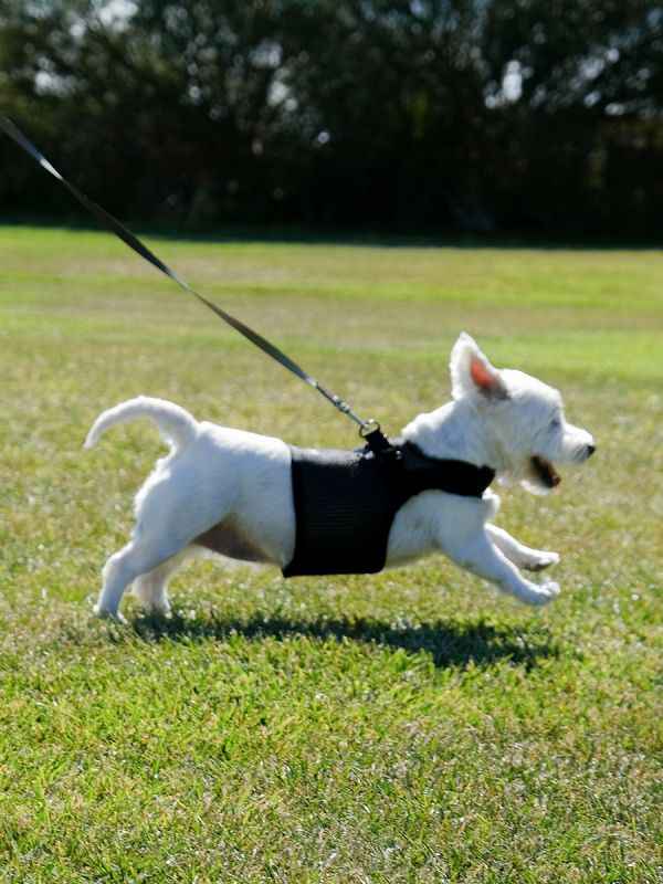 Sleepypod Slim Leash
