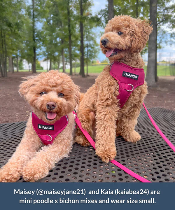 DJANGO Tahoe No Pull Dog Harness