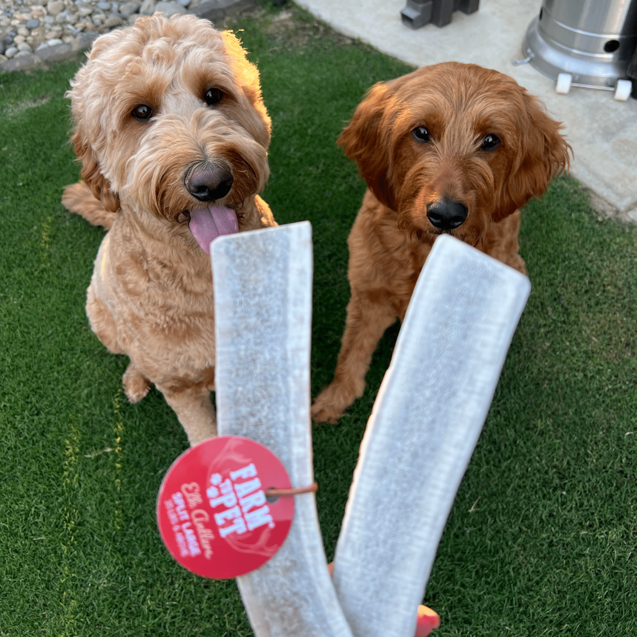 Split Elk Antlers for Dogs