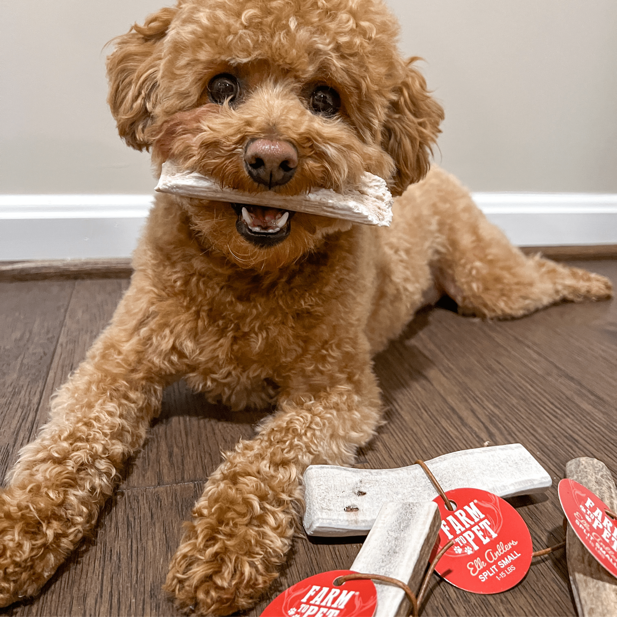Split Elk Antlers for Dogs