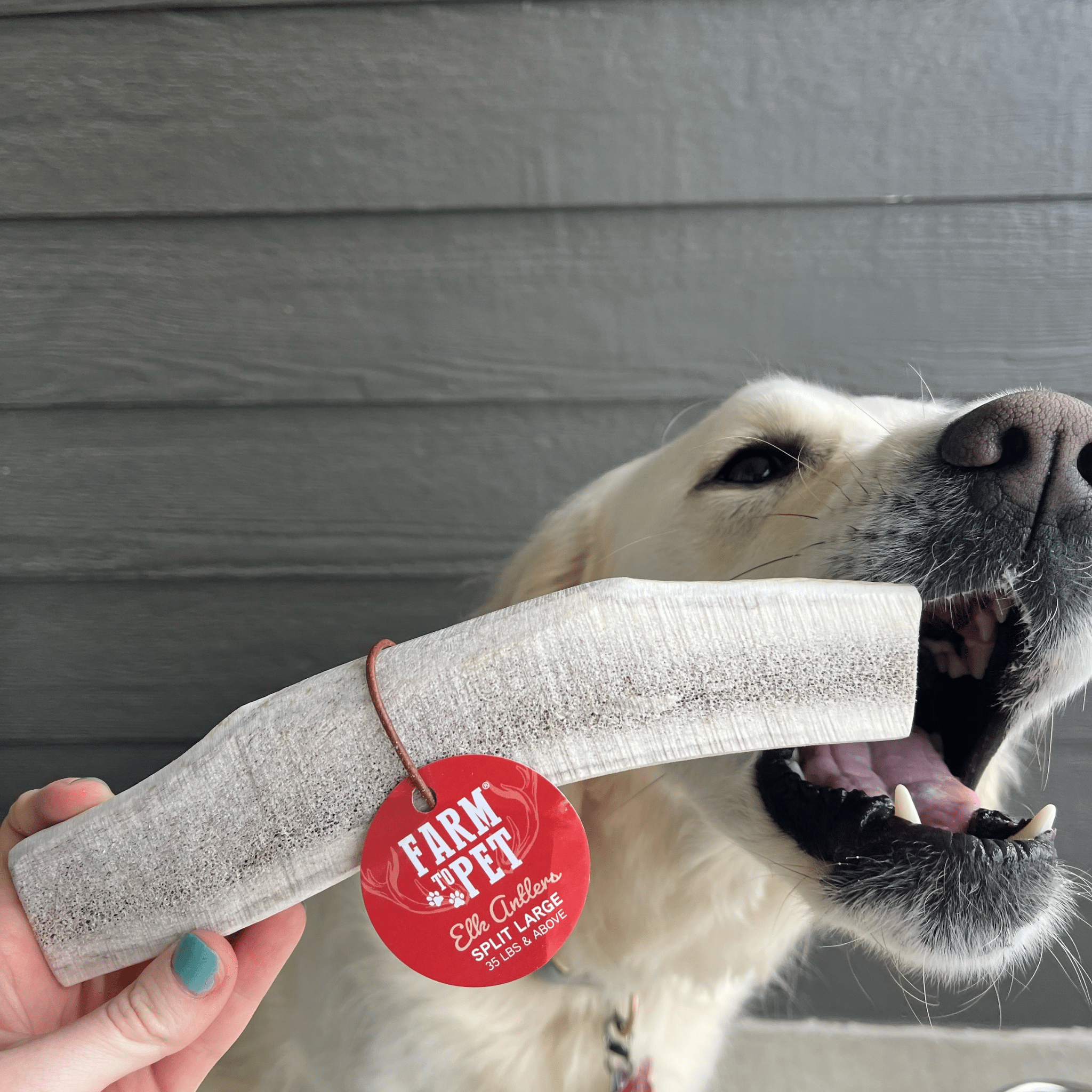 Split Elk Antlers for Dogs