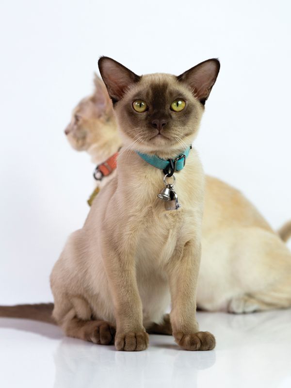 Sleepypod Comfort Suede Breakaway Collar for Cats