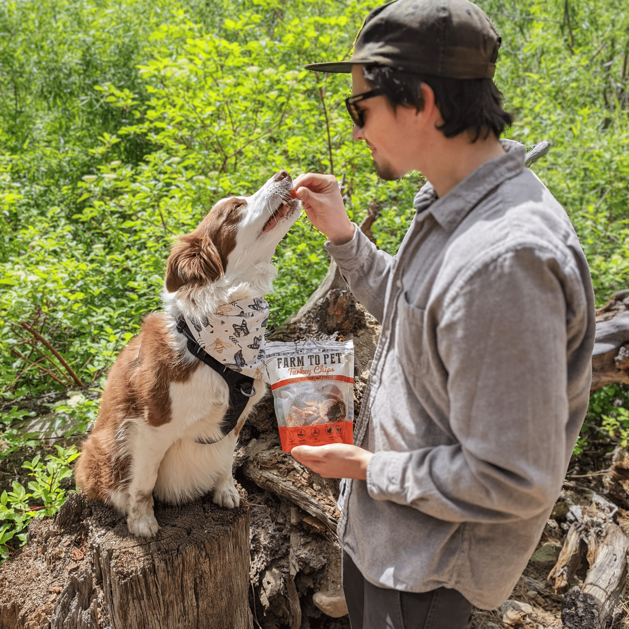 Turkey Chips for Dogs