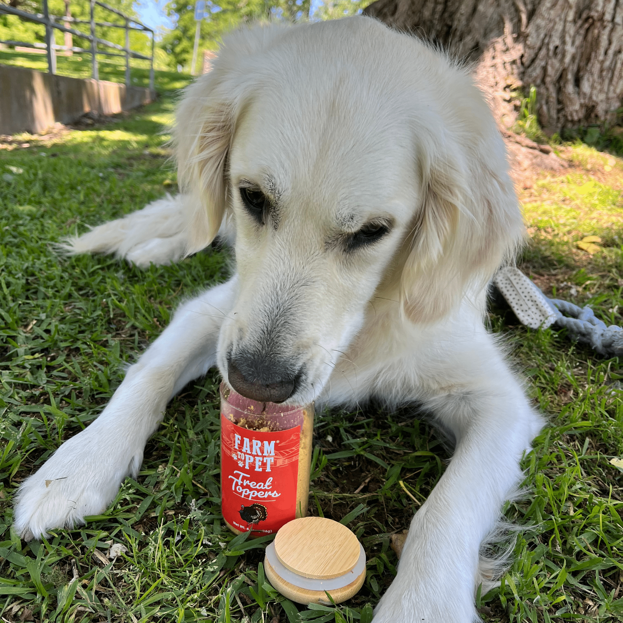 Turkey Treat Dog Food Topper