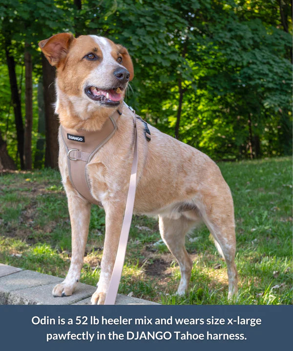 DJANGO Tahoe No Pull Dog Harness