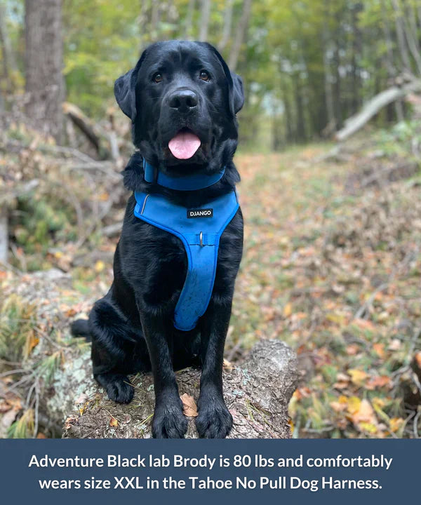 DJANGO Tahoe No Pull Dog Harness